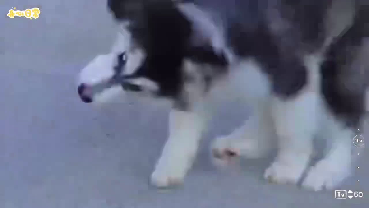 Alaskan Malamute dogs for sale: Xiao Hong - Video 1