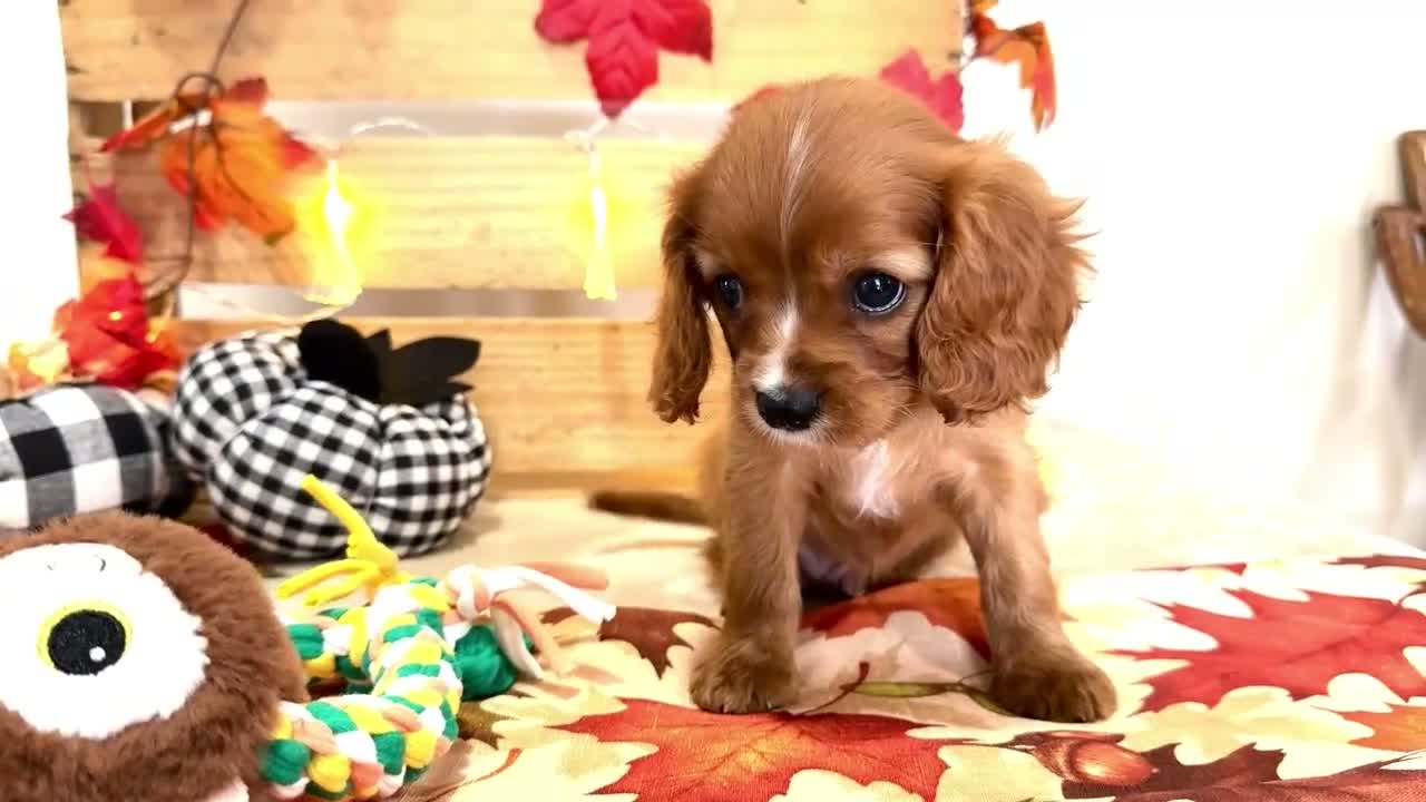 Cavalier King Charles Spaniel dogs for sale: Jojo - Video 1
