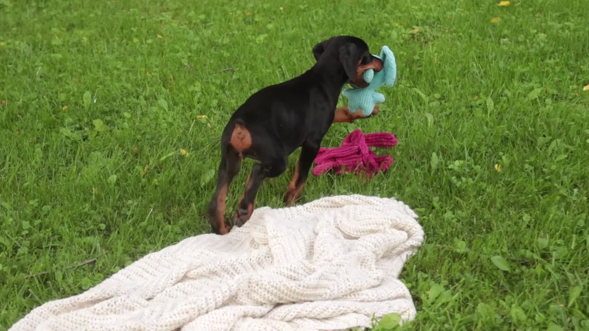 Doberman Pinscher dogs for sale: Malcolm - Video 1