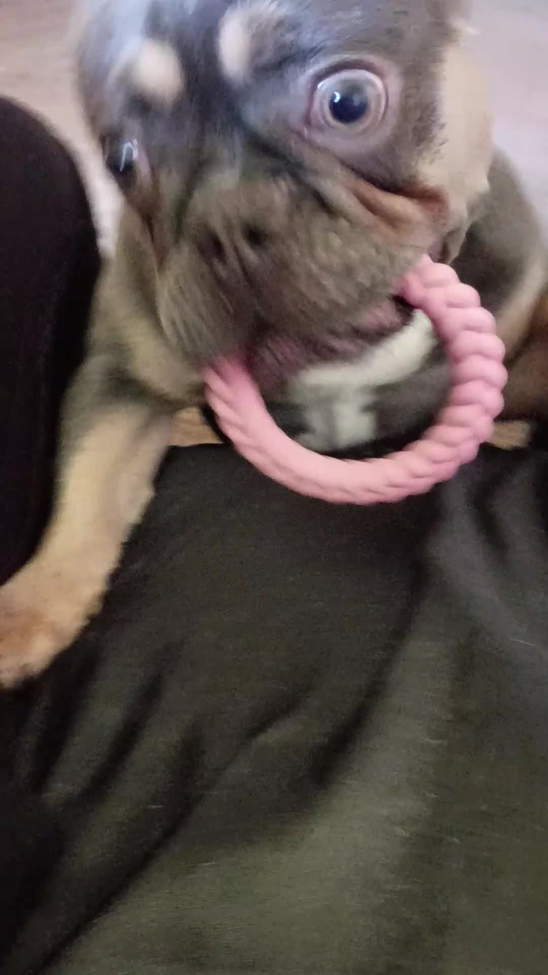 French Bulldog dogs for stud: Bubble's  - Video 1