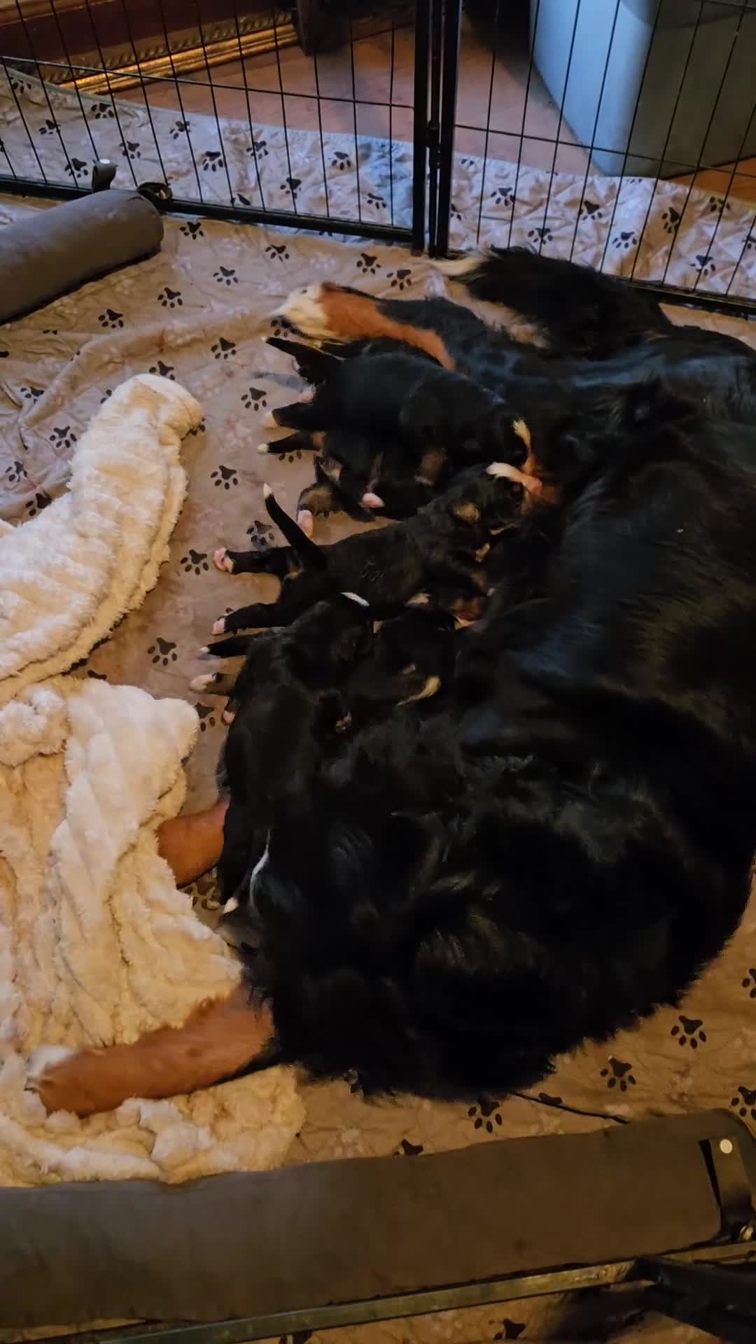Bernese Mountain Dog dogs for sale: Bernese Mountain Dog 1 - Video 2