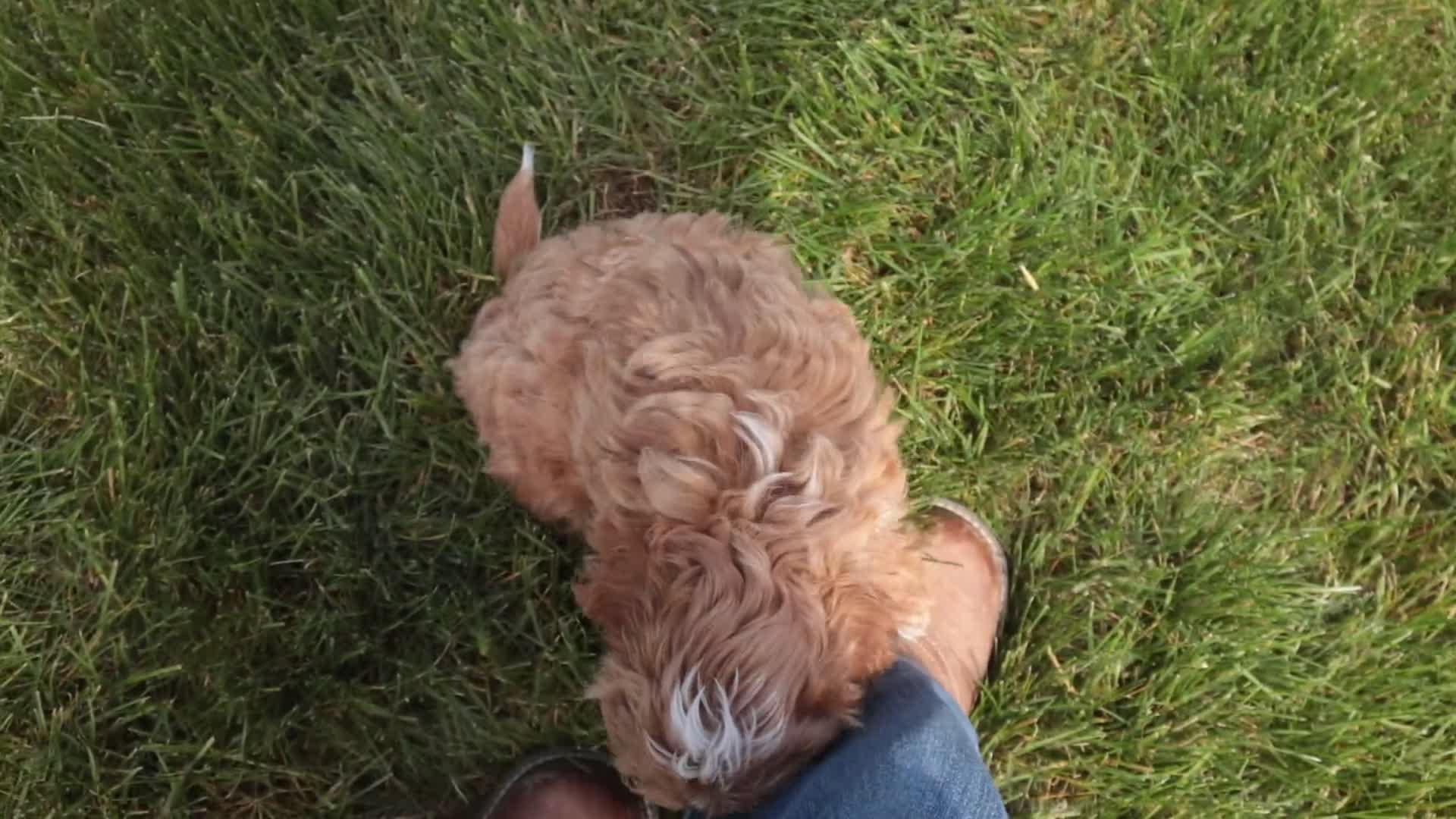 Shihpoo dogs for sale: Bowie - Video 1