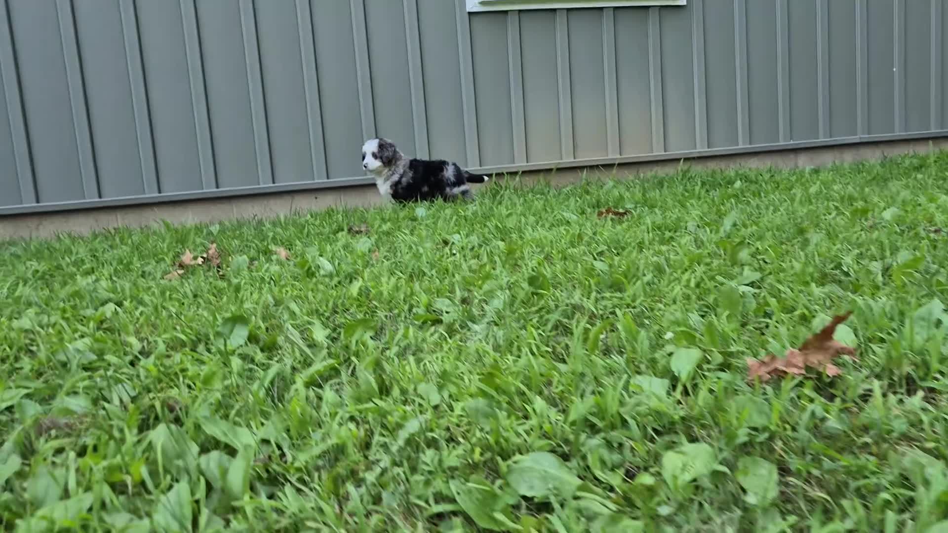 Bernedoodle dogs for sale: Nova - Video 1
