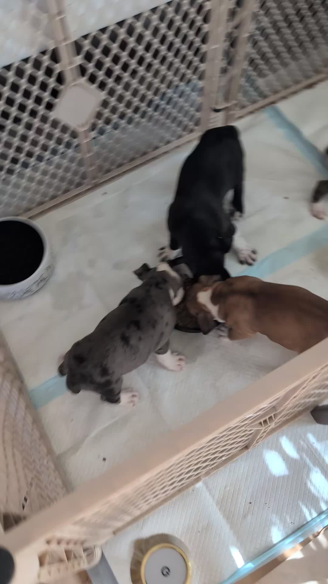 American Pit Bull Terrier dogs for sale: Bambii - Video 2
