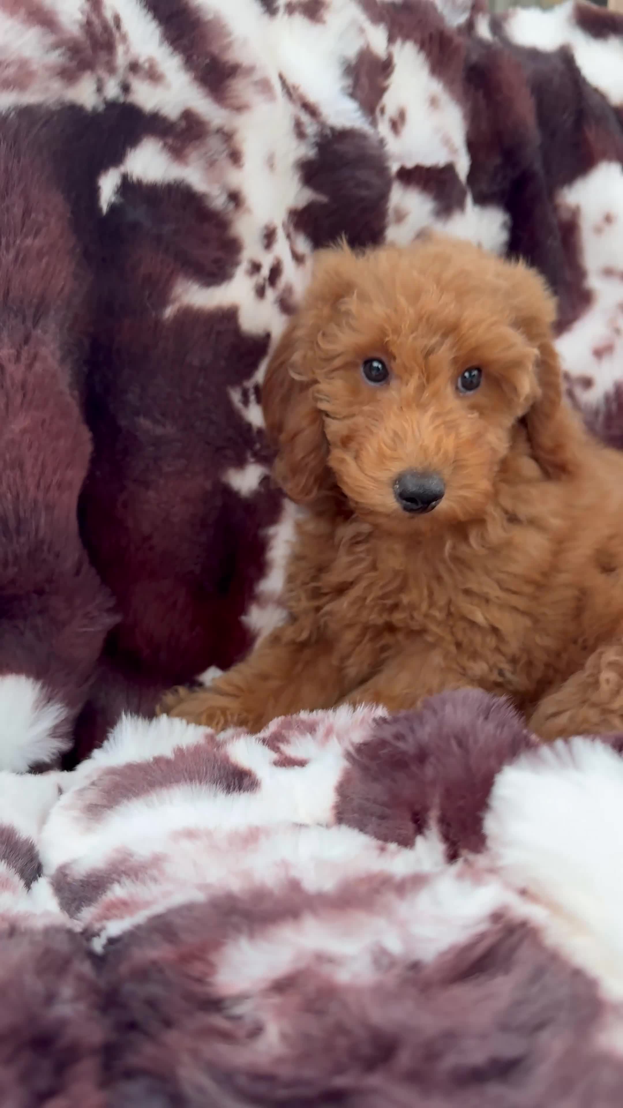 Mini Goldendoodle dogs for sale: Becca - Video 1