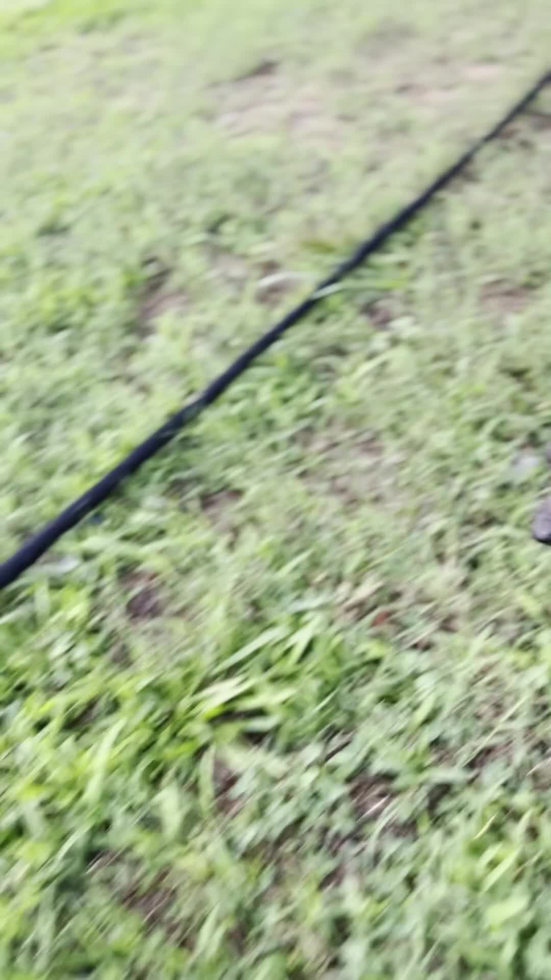 Xoloitzcuintle dogs for sale: Xoloitzcuintle Mini Female - Video 1