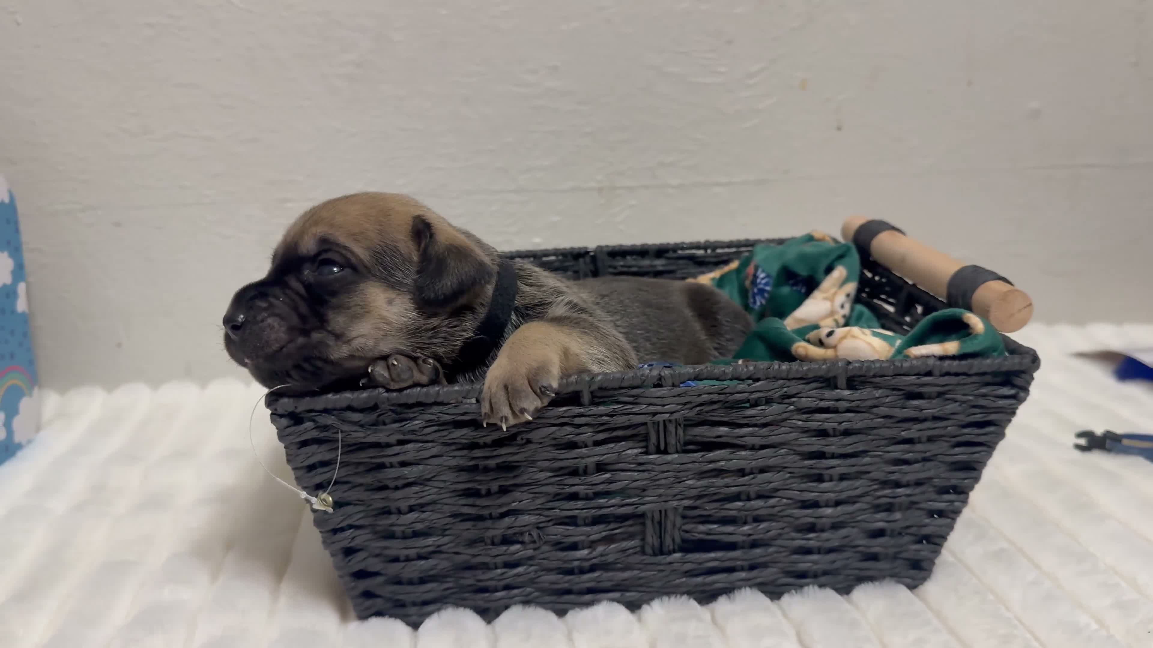 Cane Corso dogs for sale: guy-black collar  - Video 1