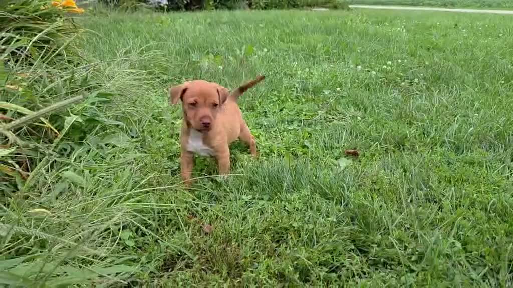 Mixed Breed dogs for sale: Gravy - Video 1