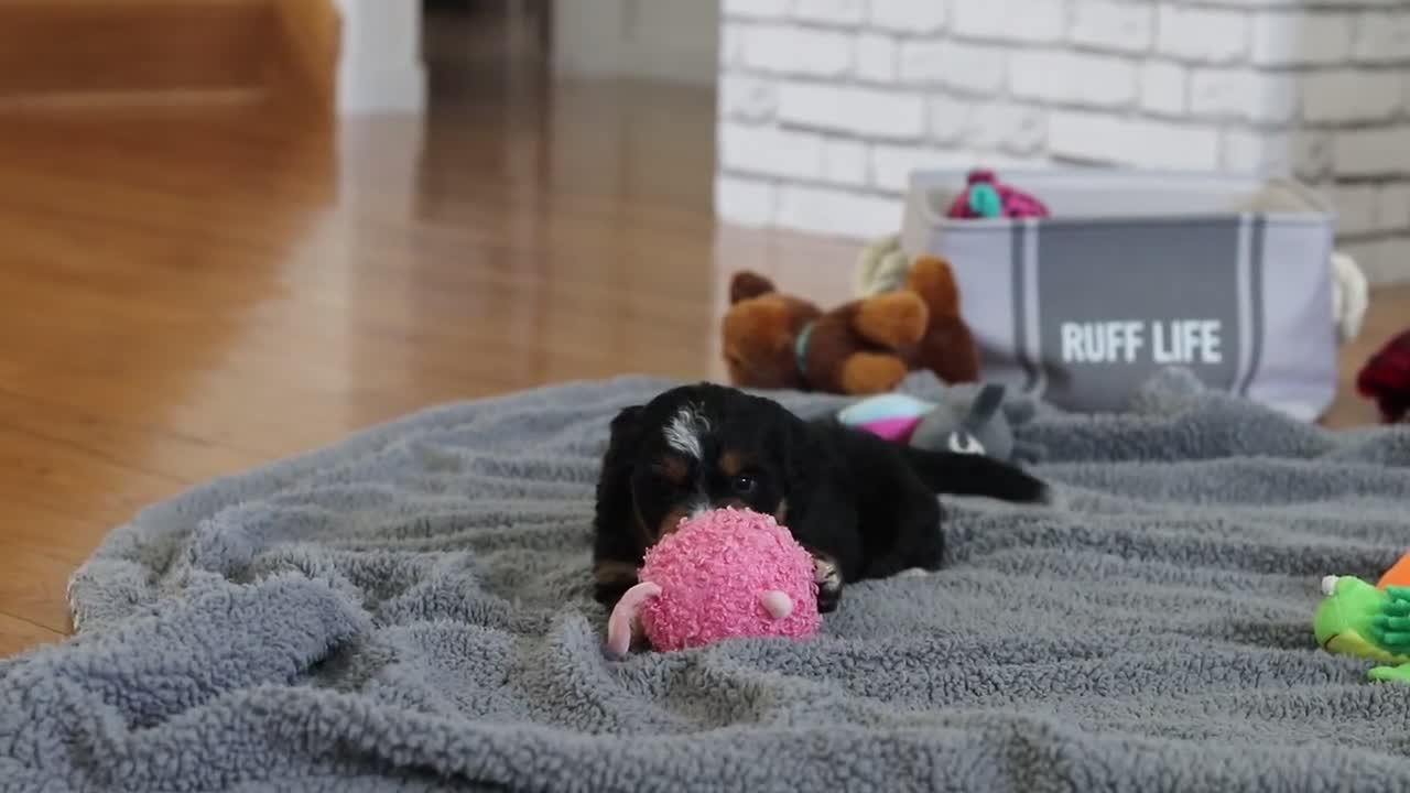 Mini Bernedoodle dogs for sale: Mia - Video 1