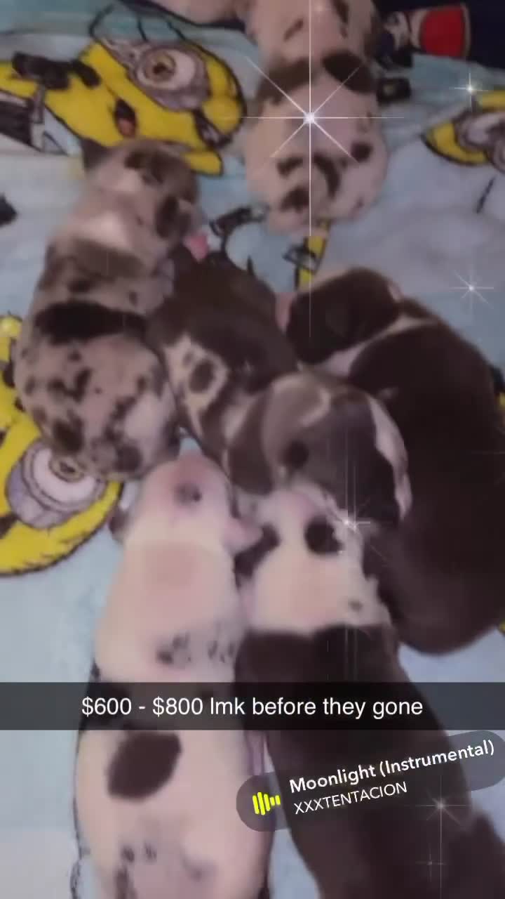 American Bully dogs for sale: American Bully 1 - Video 1