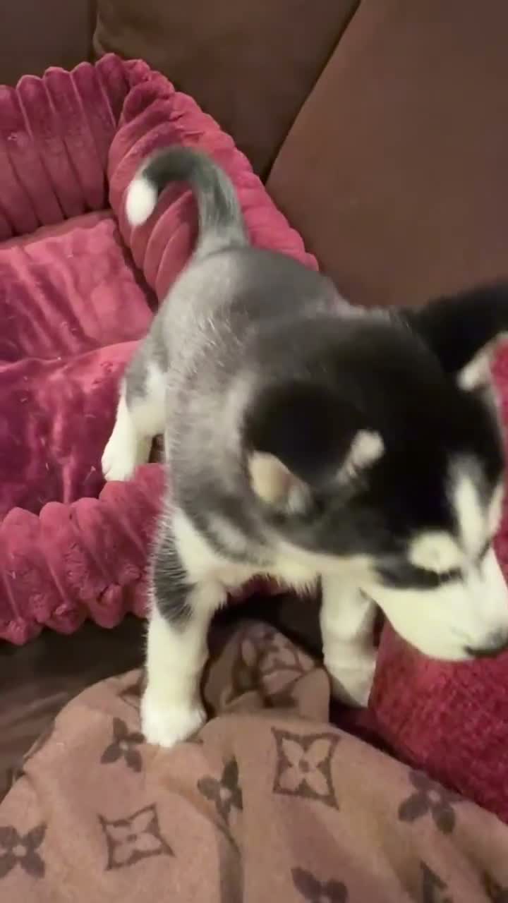 Siberian Husky dogs for sale: storm(girl) - Video 1