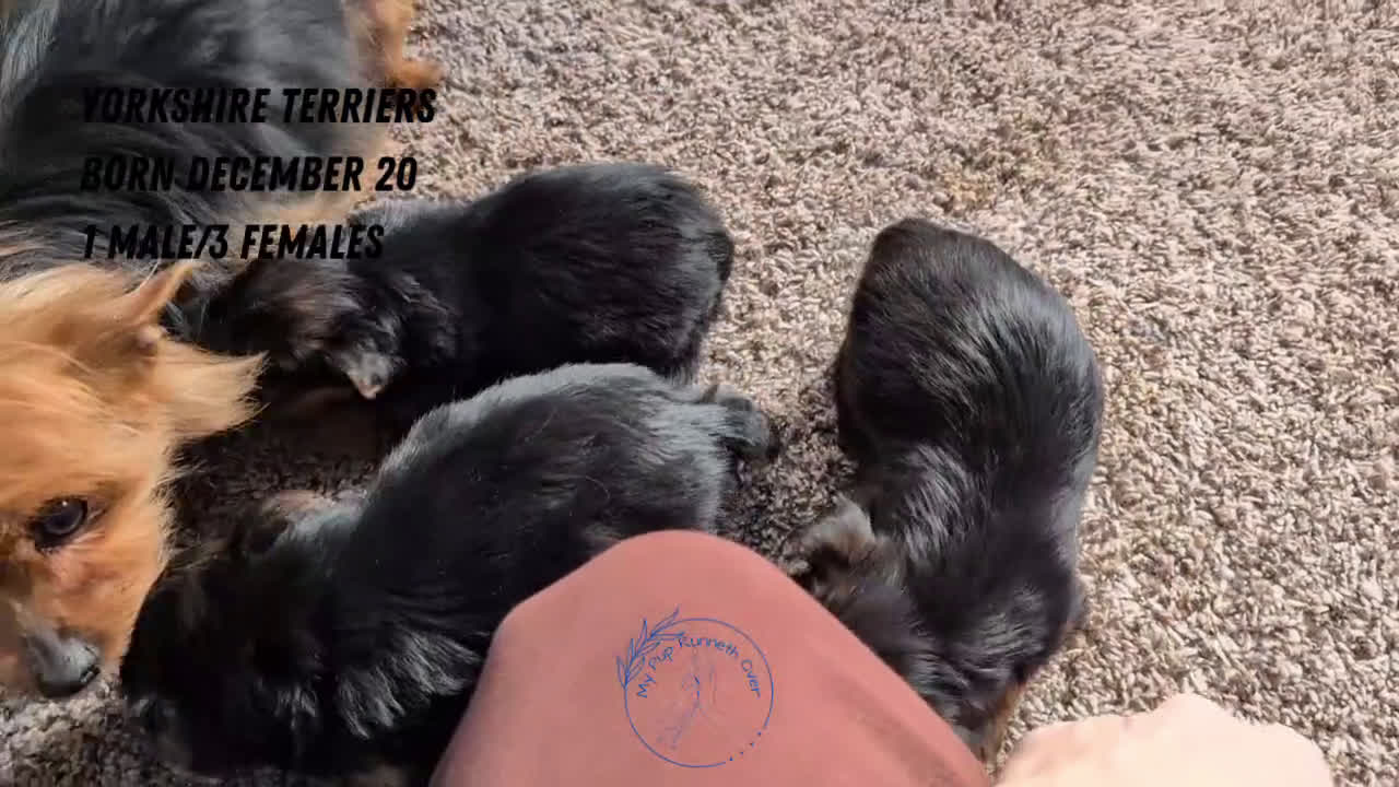 Yorkshire Terrier dogs for sale: Duke - Video 1