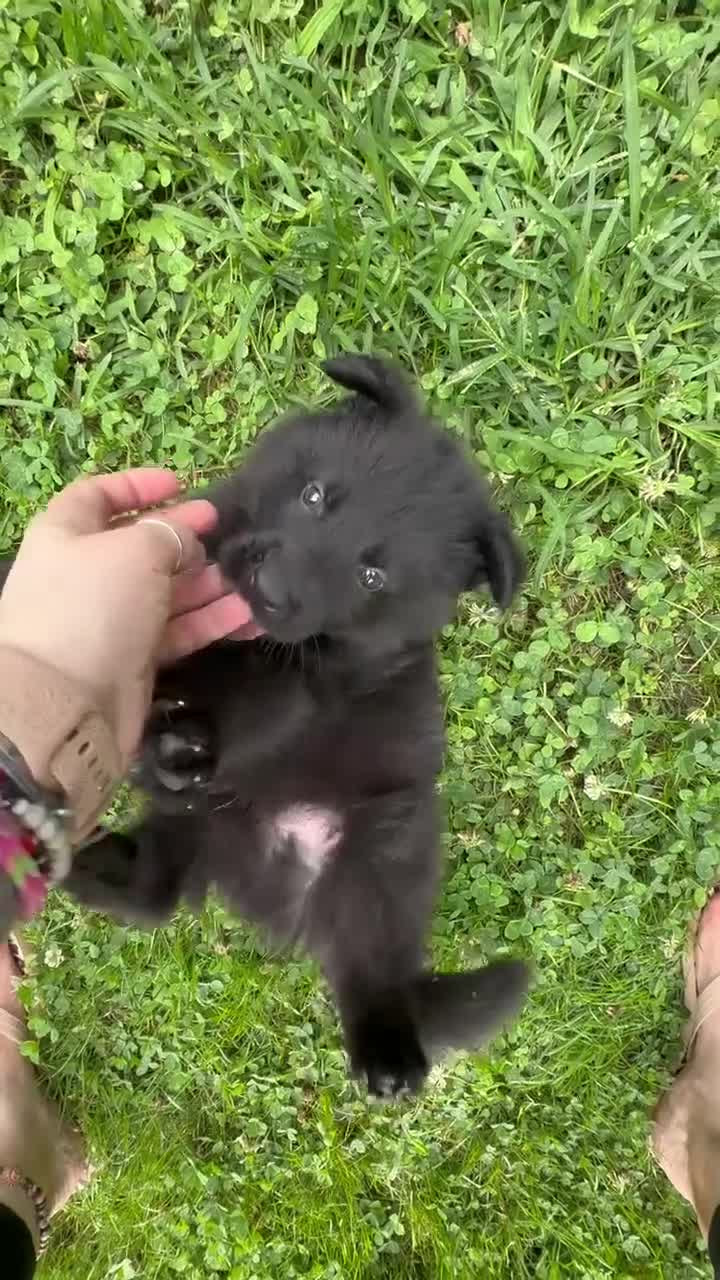 German Shepherd dogs for sale: Brisket - Video 1