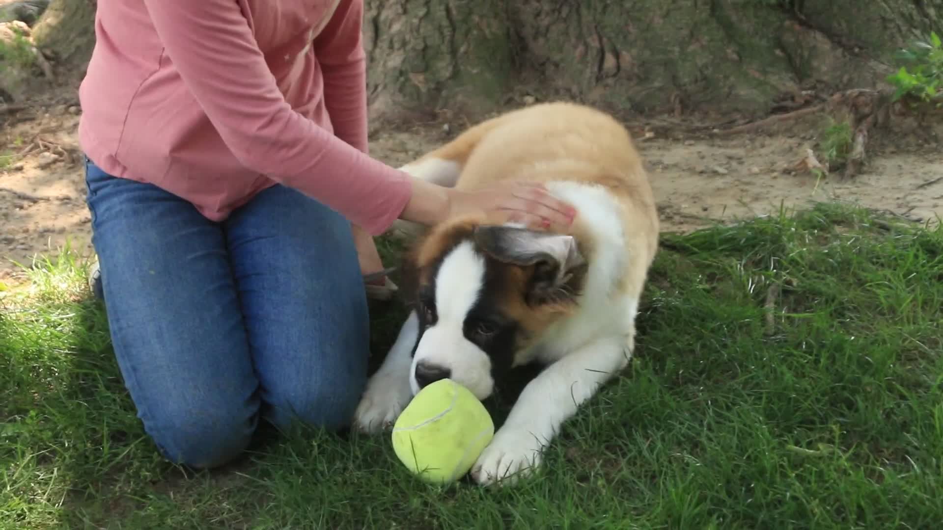 Saint Bernard dogs for sale: William Saint Bernard  - Video 1