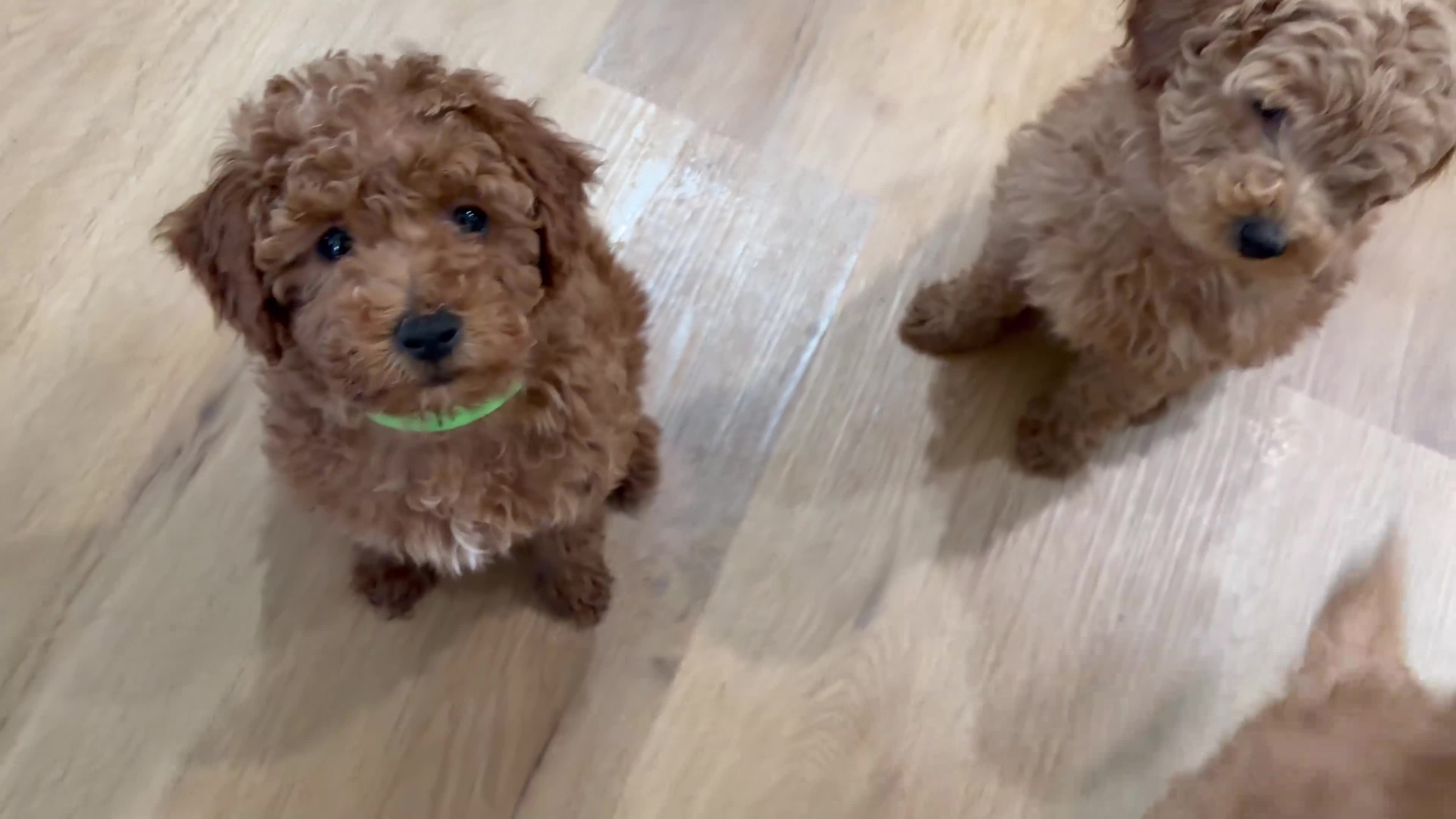 Miniature Poodle dogs for sale: Mocha - Video 1