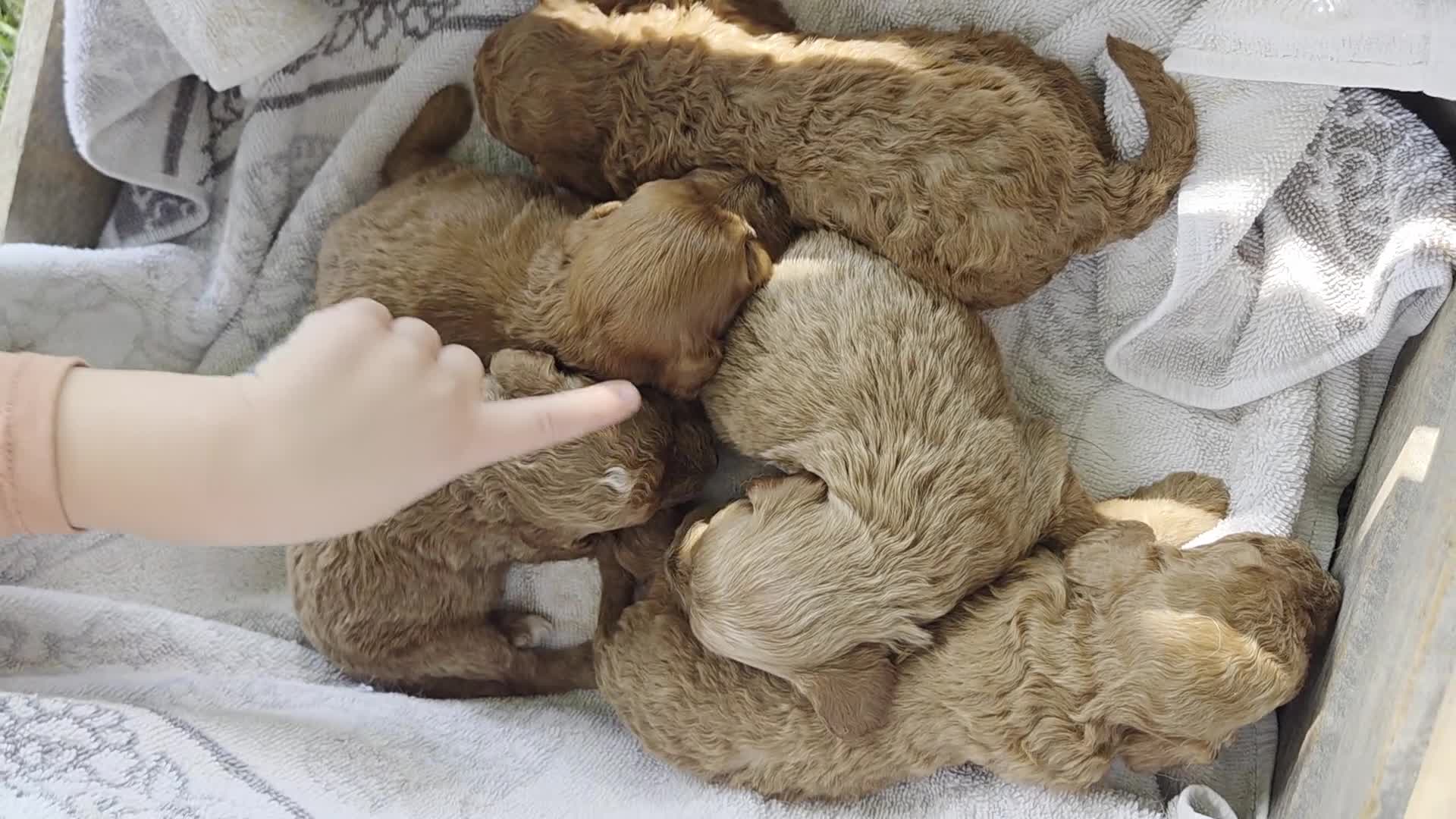 Cavapoo dogs for sale: Fletcher - Video 1