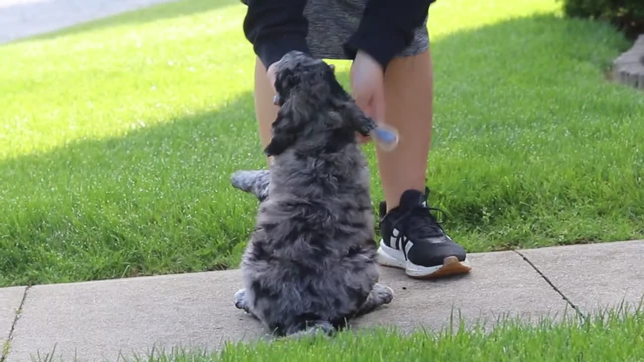 Newfypoo dogs for sale: Cliff - Video 1