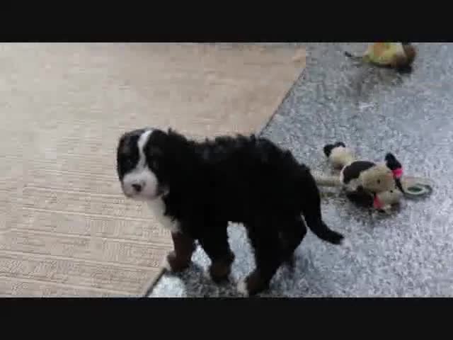 Mini Bernedoodle dogs for sale: Justin - Video 1