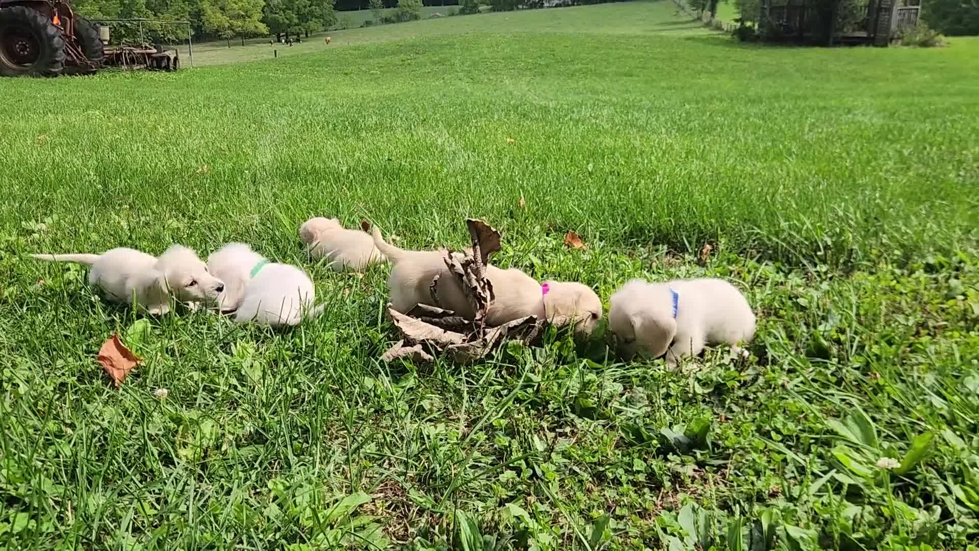 Miniature Dachshund dogs for sale: Bubbles - Video 2