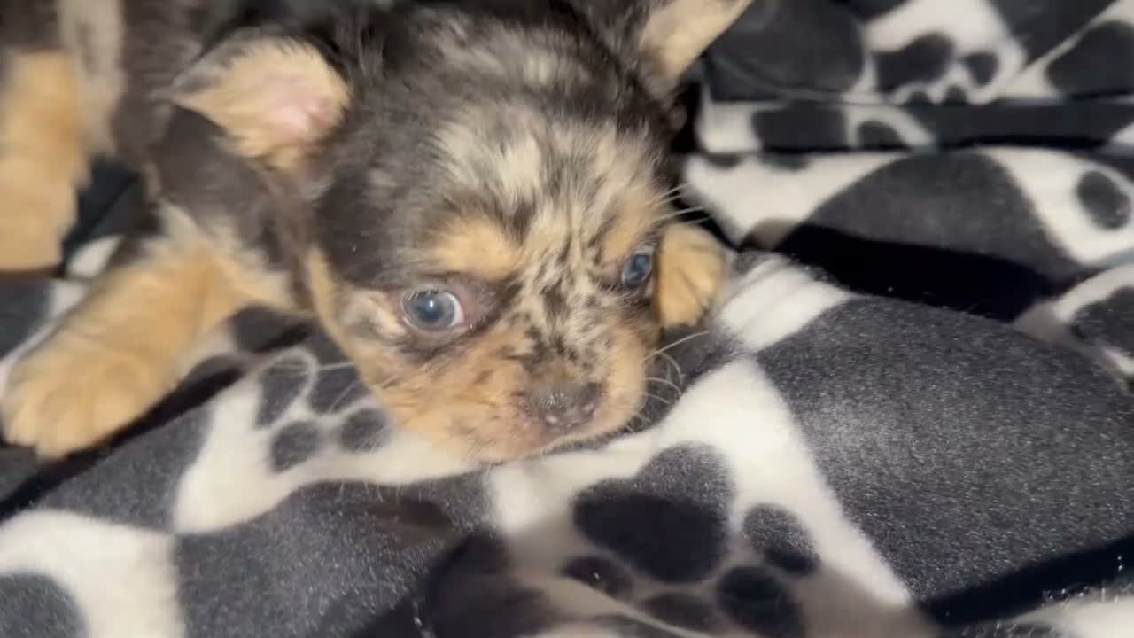 French Bulldog dogs for sale: French Bulldog 2 - Video 1