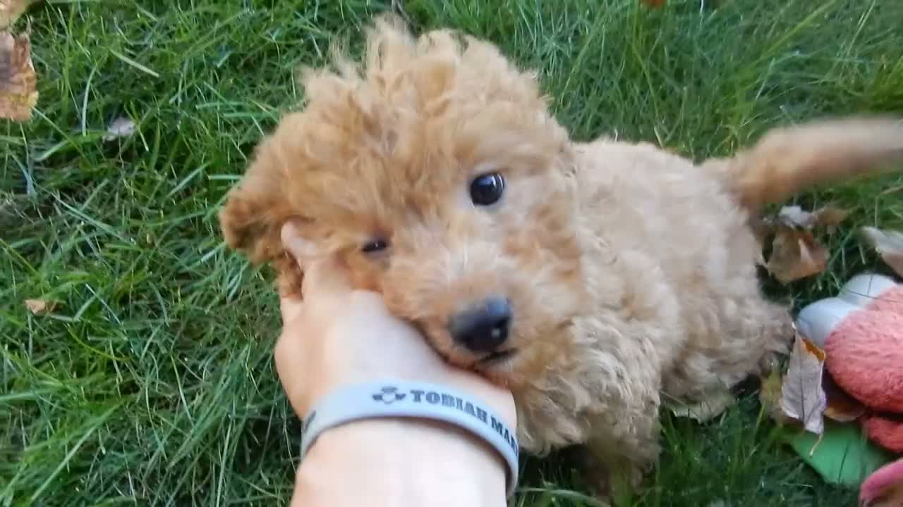 Mini Goldendoodle dogs for sale: Sheila - Video 1