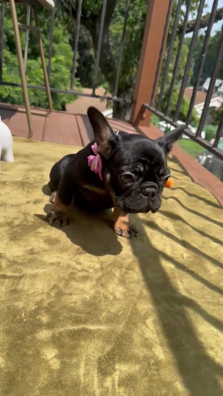 French Bulldog dogs for sale: Poppy - Video 1