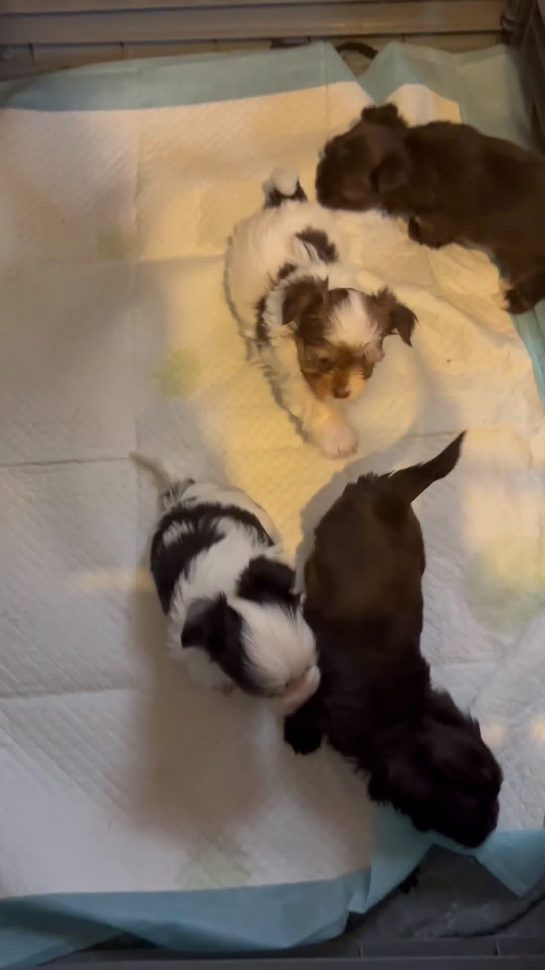 Yorkshire Terrier dogs for sale: Mozi - Video 1