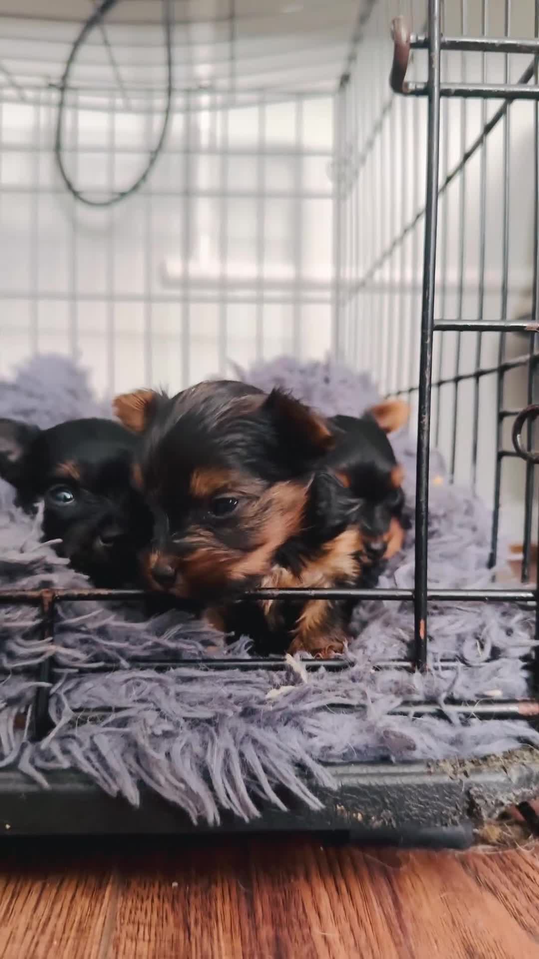 Yorkshire Terrier dogs for sale: Yorkshire Terrier 1 - Video 1