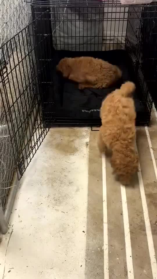 Goldendoodle dogs for sale: Goldendoodle 2 - Video 1