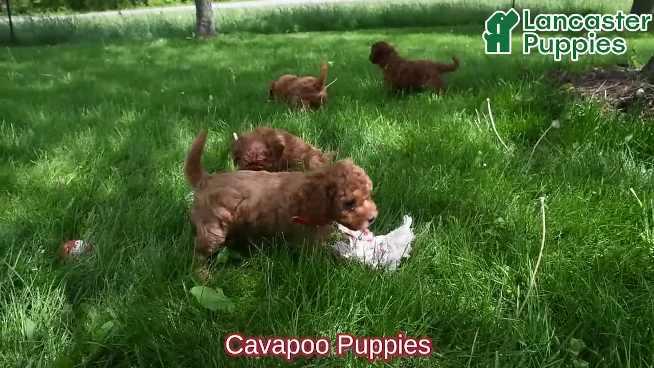 Cavapoo dogs for sale: Phil - Video 1