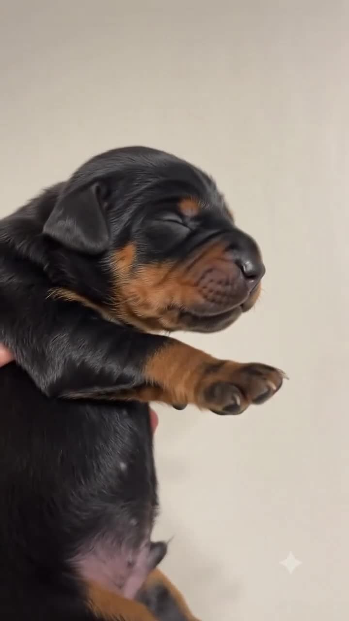 Doberman Pinscher dogs for sale: Black Velvet Abyss Ares (European) - Video 1