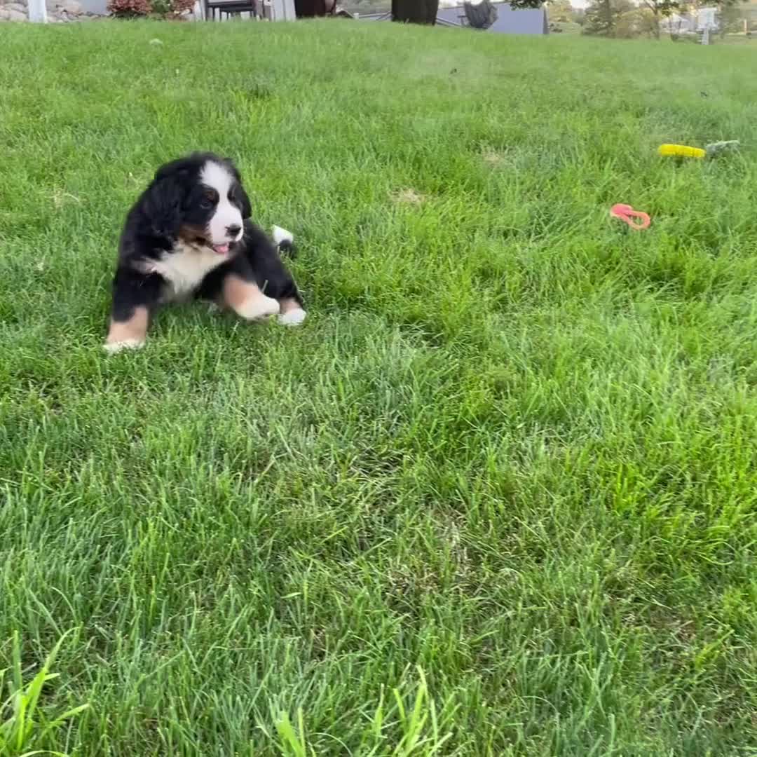 Bernese Mountain Dog dogs for sale: Mr. Barney - Video 1