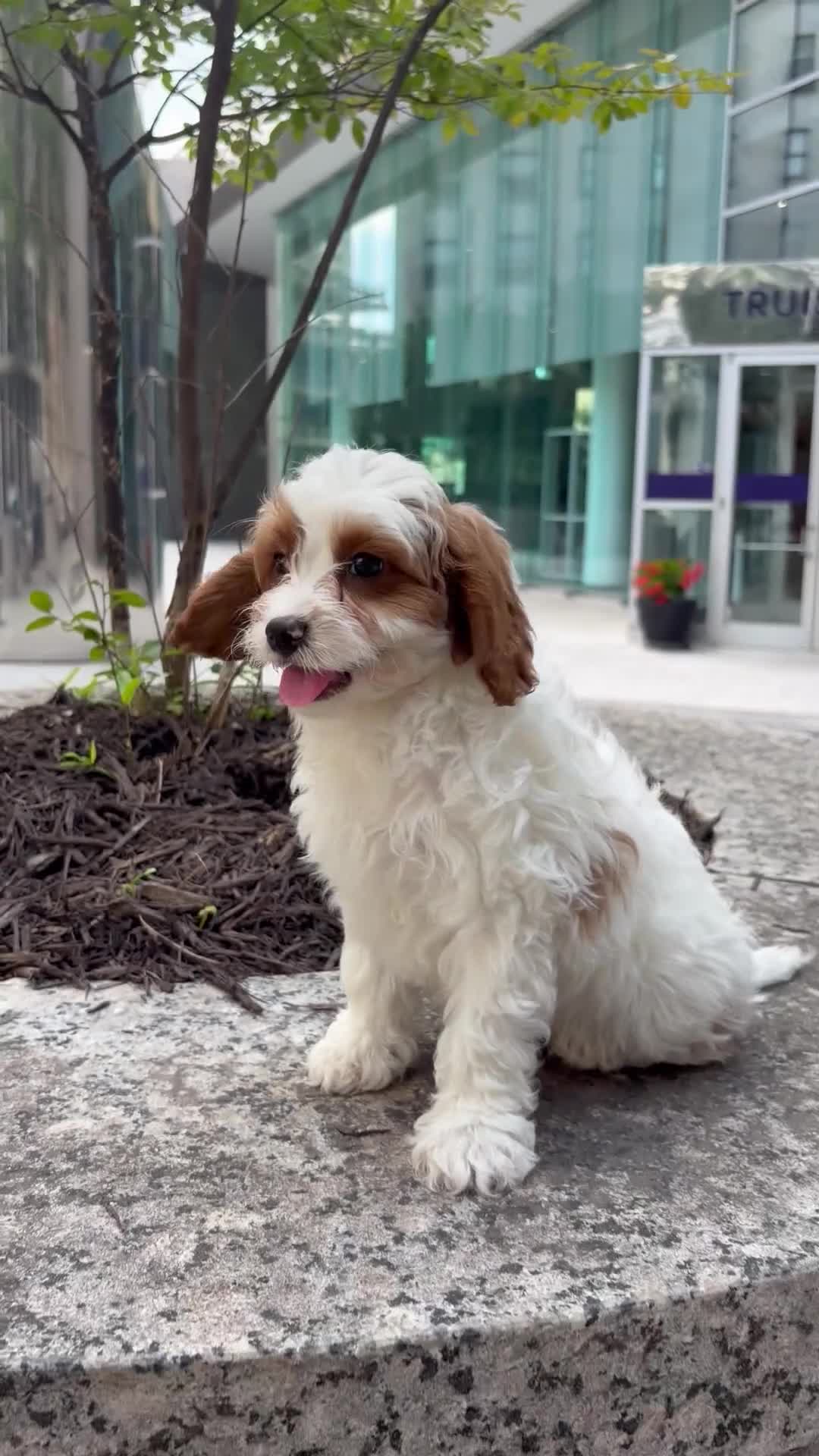 Cavapoo dogs for sale: Rosco - Video 1