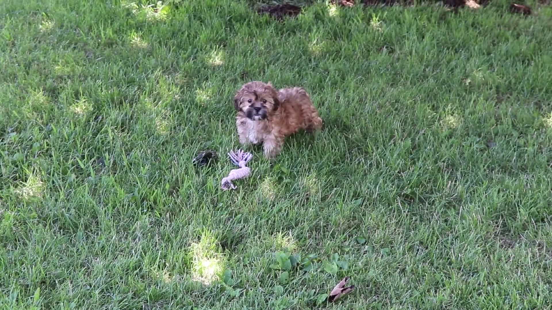 Shih Tzu dogs for sale: Janey  - Video 1