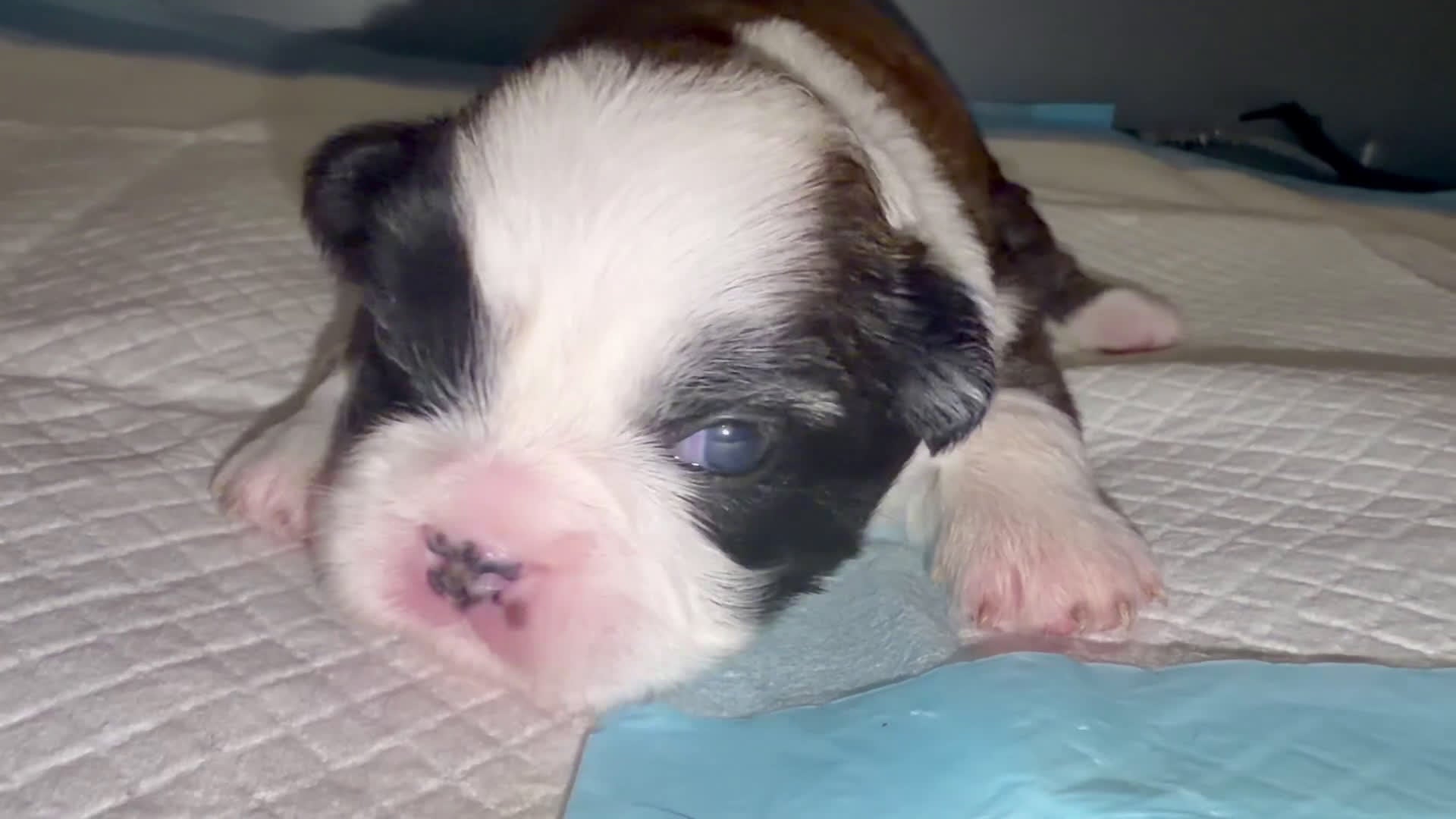 French Bulldog dogs for sale: French Bulldog Puppy 4 - Video 2