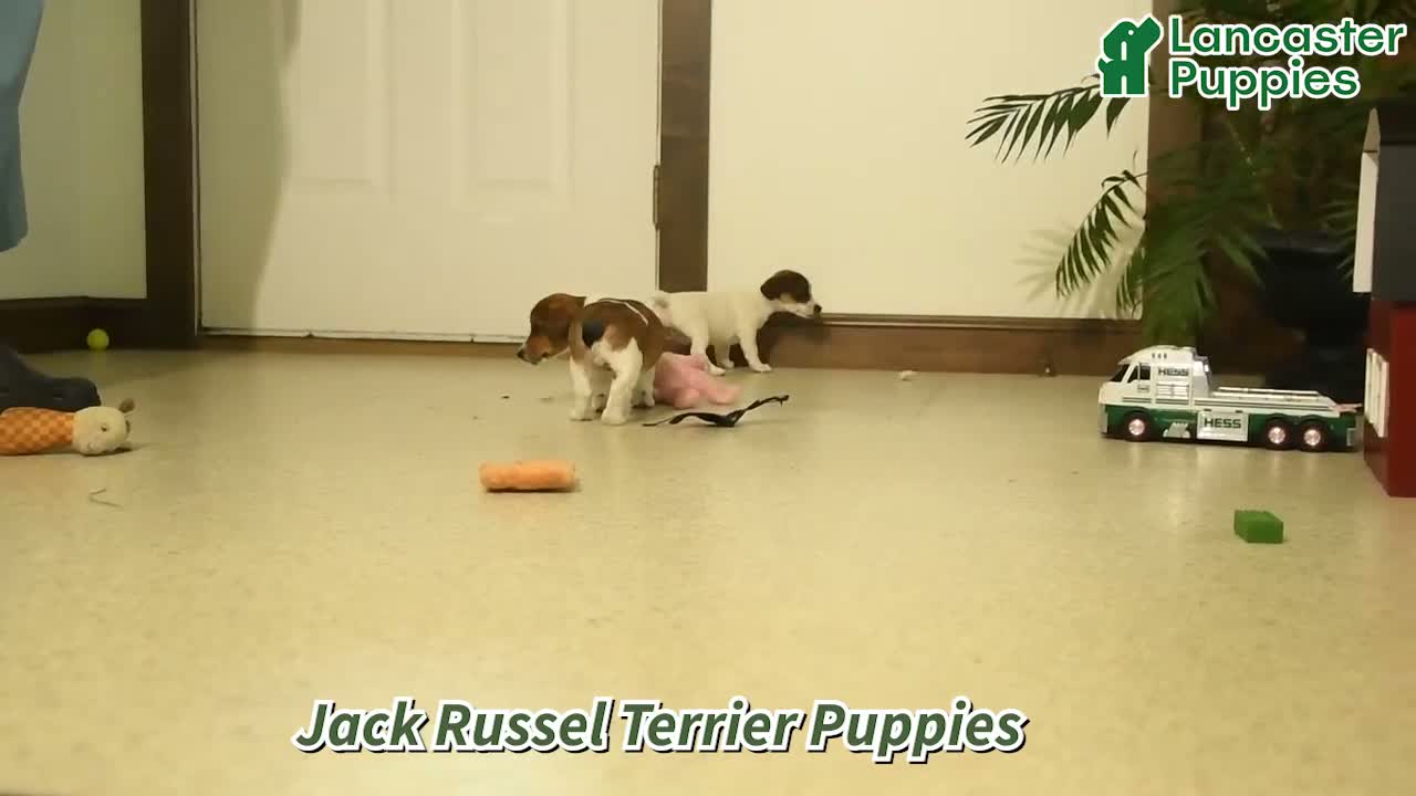 Jack Russell Terrier dogs for sale: Marlo - Video 1