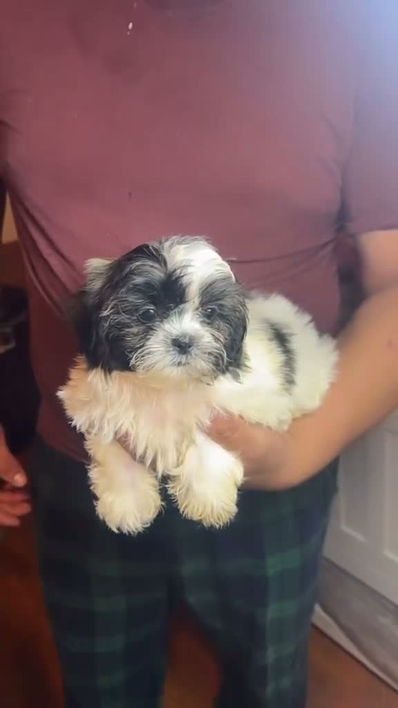 Shih Tzu dogs for sale: Cody - Video 1