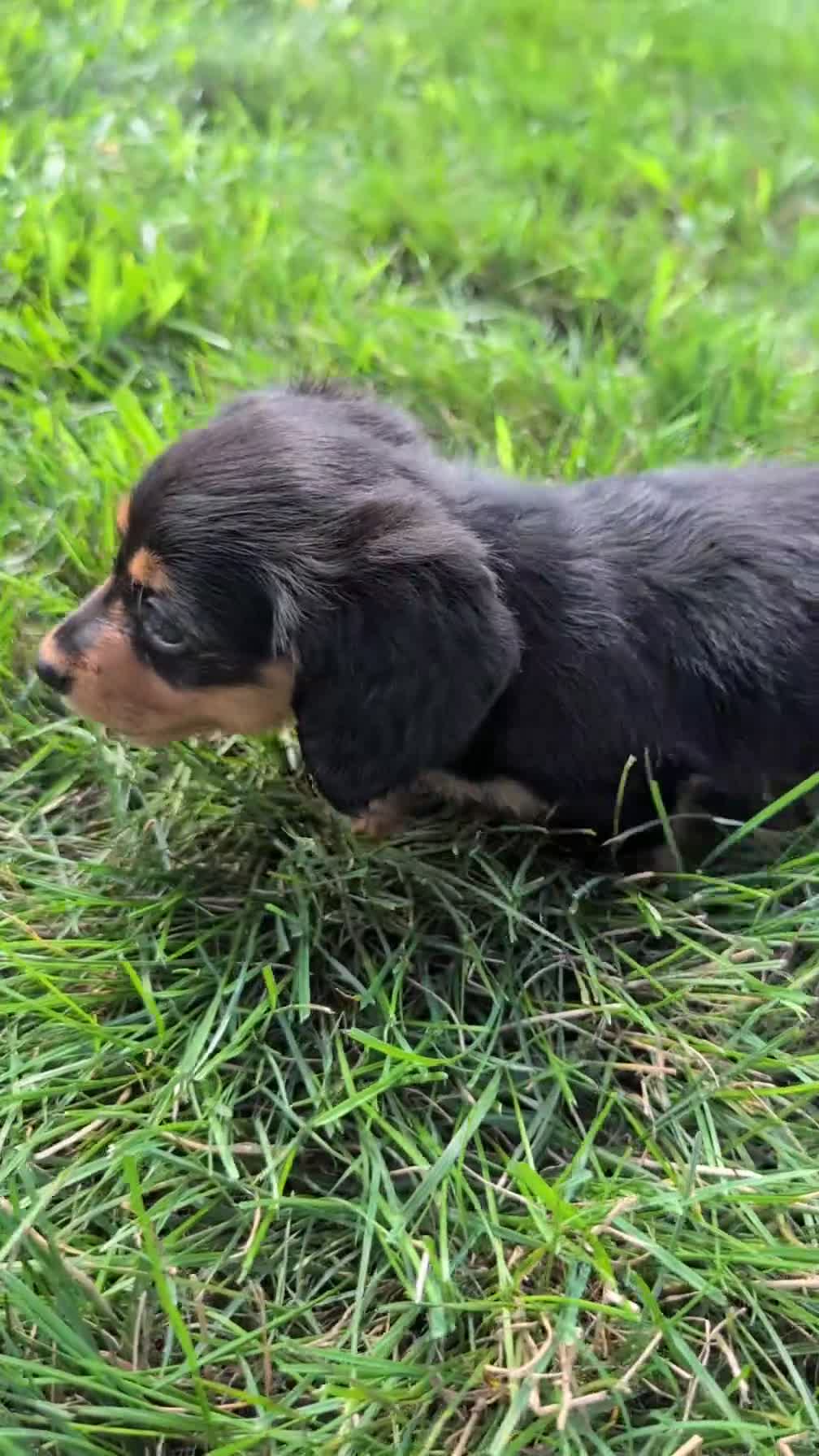 Miniature Dachshund dogs for sale: Roxy - Video 1