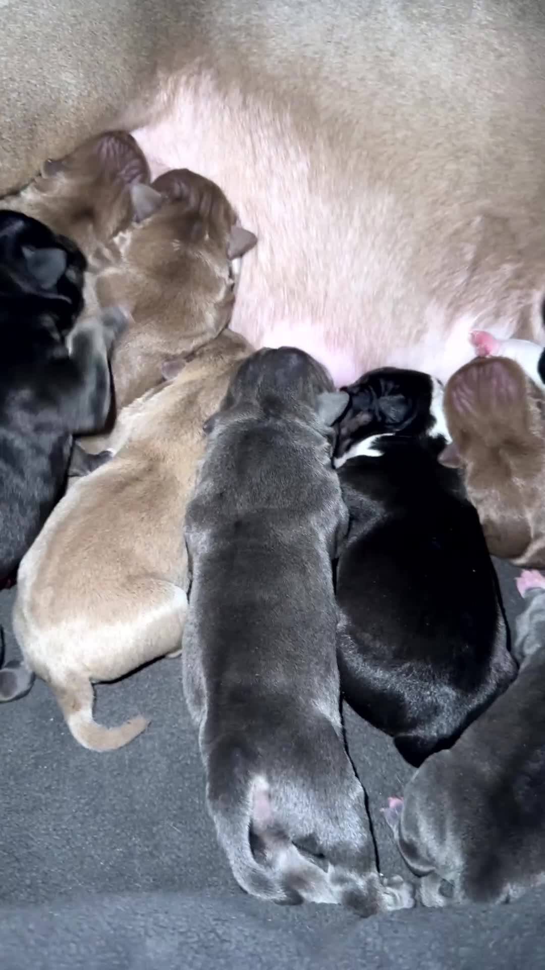 American Bully dogs for sale: American Bully 5 - Video 1