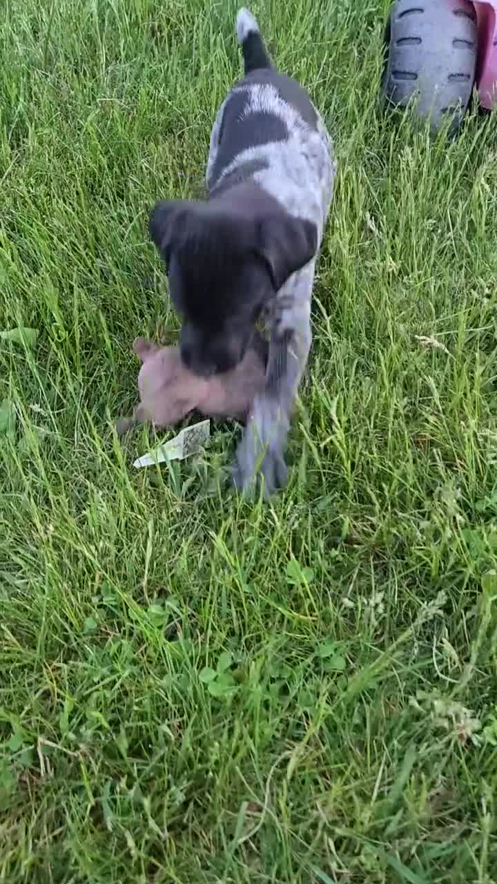 German Shorthaired Pointer dogs for sale: Raven - Video 2