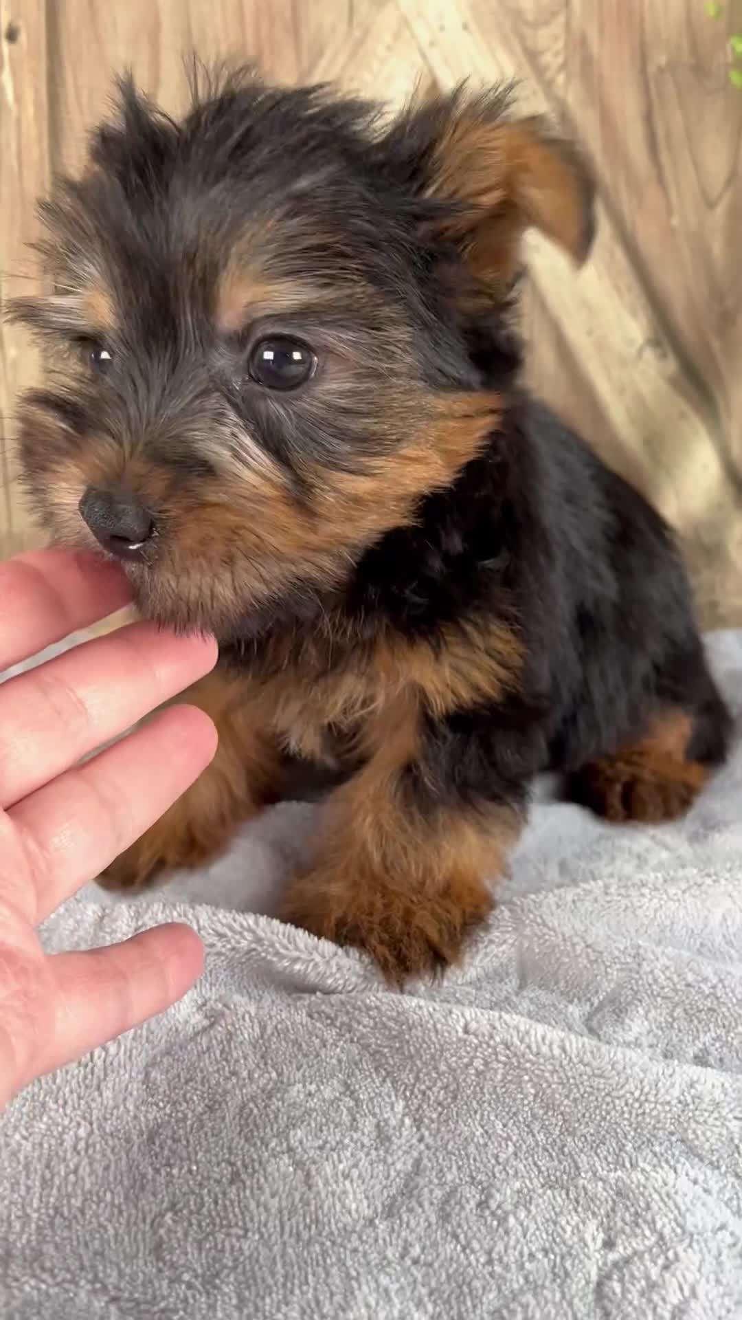 Yorkshire Terrier dogs for sale: Simon - Video 1