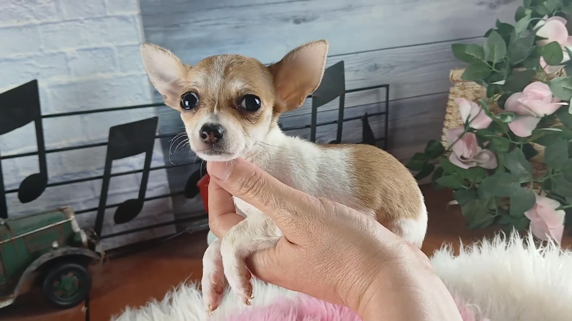 Chihuahua dogs for sale: Micro Teacup white female. Hand Delivery  - Video 1