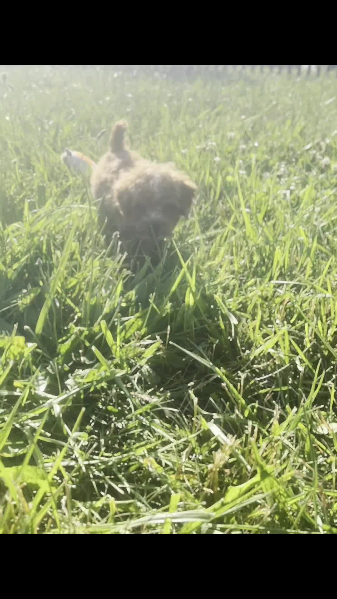 Mini Goldendoodle dogs for sale: Tiny Waffles F1BB - Video 1