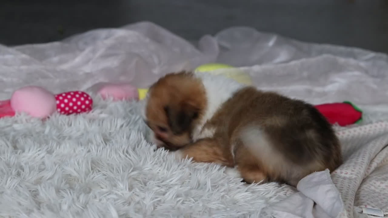 Mixed Breed dogs for sale: Bella - Video 1