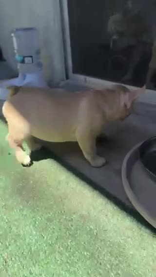 French Bulldog dogs for sale: Red - Video 1