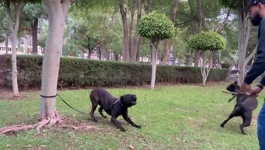 Cane Corso dogs for sale: Cane Corso 2 - Video 1