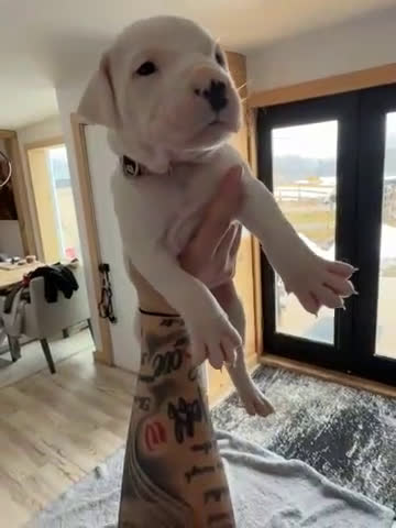 Dogo Argentino dogs for sale: Pick of litter female  - Video 1