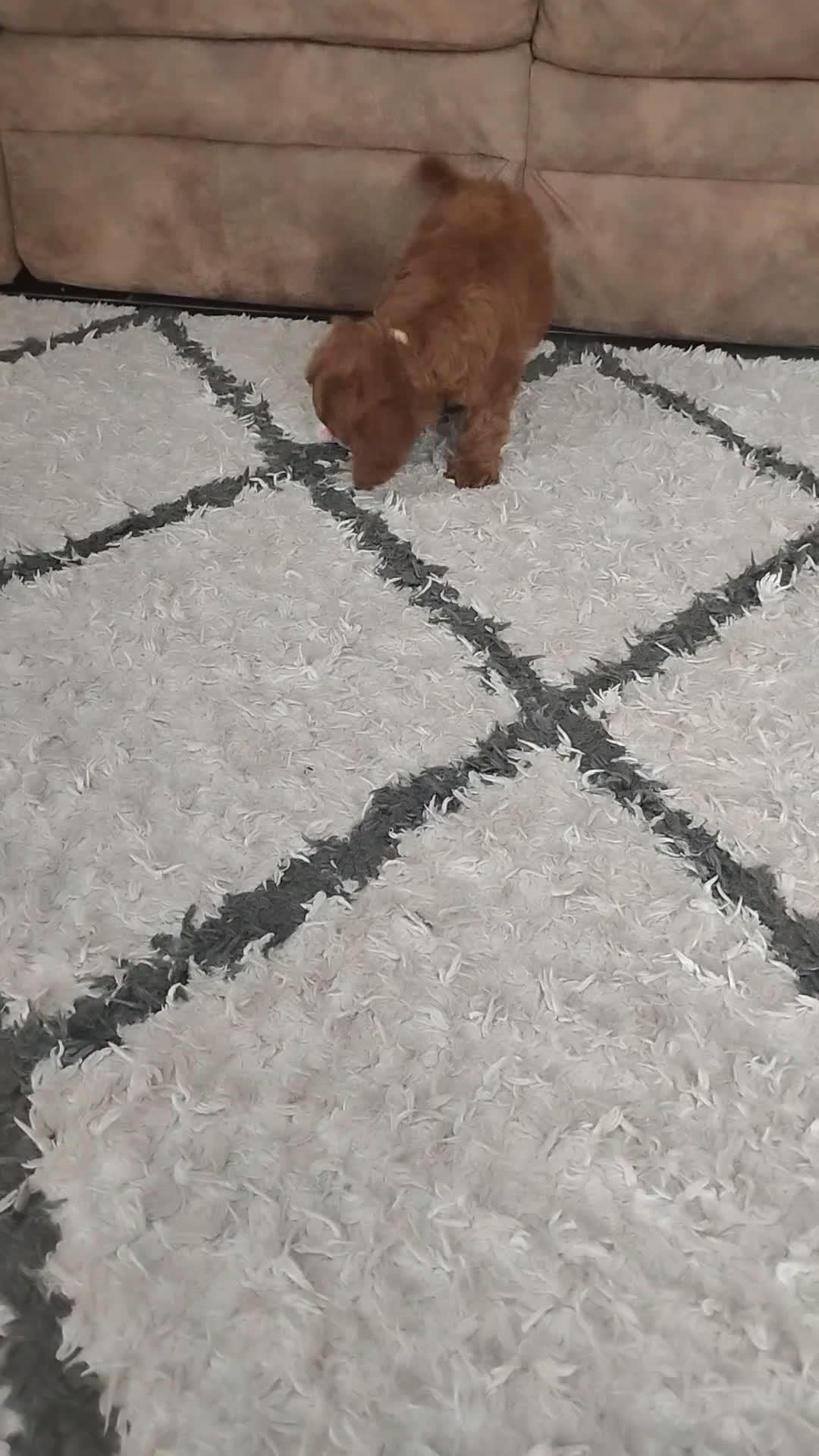 Cavapoo dogs for sale: Cody - Video 3