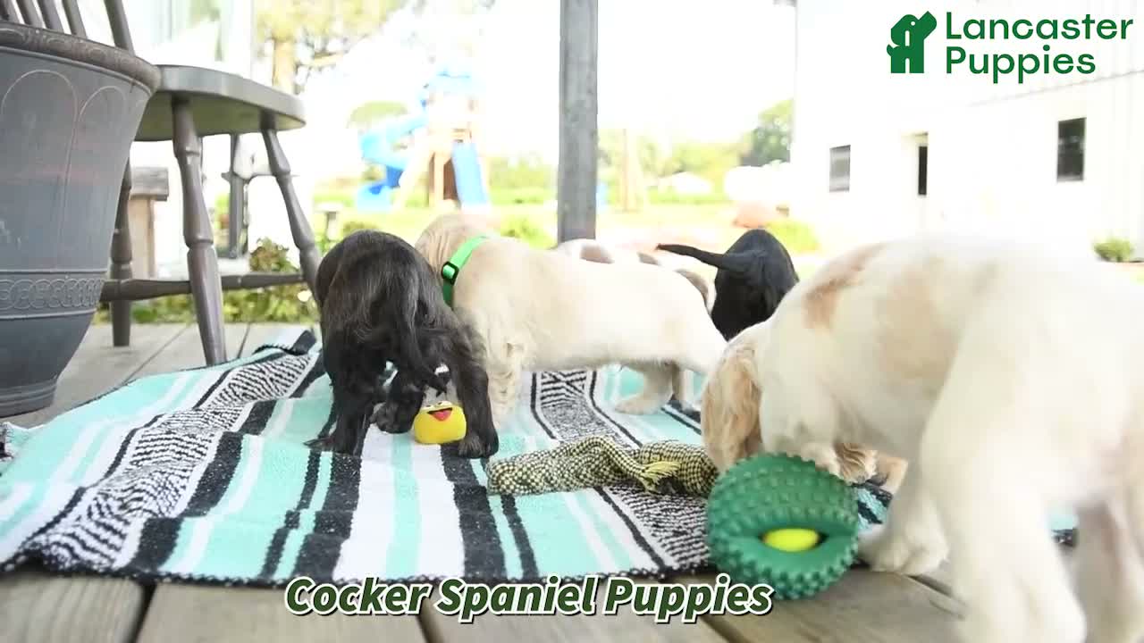 Cocker Spaniel dogs for sale: Dwayne - Video 1