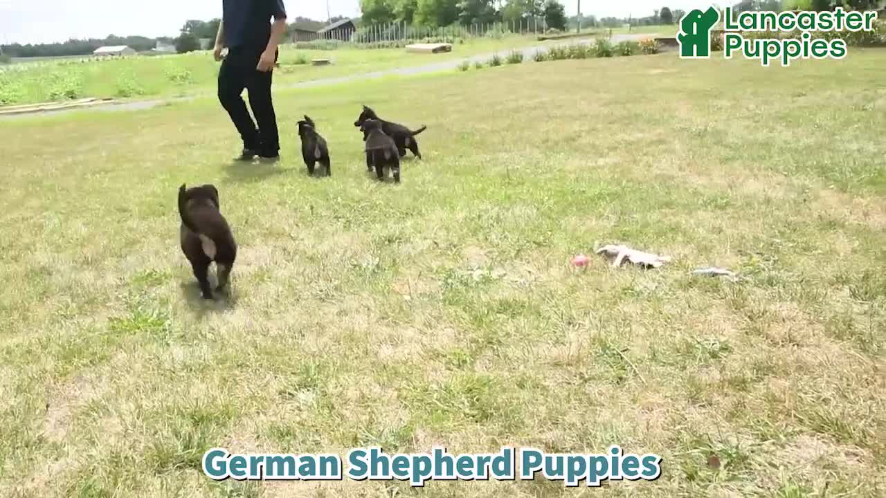 German Shepherd dogs for sale: Fable - Video 1